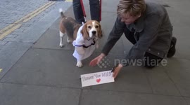 Pup dressed as nurse celebrates the NHS outside Chelsea and Westminster Hospital in London