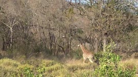 Giraffe foal with too much energy seen running around its mother