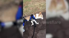 Adorable two-legged dogs able to roam free thanks to doggy wheelchairs