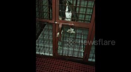Smart dog breaks out of cage by using paw to unlock it
