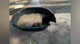 Adorable black bear cub splashes around in tub