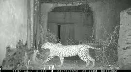 Mother leopard strays into abandoned house, gives birth to three cubs amid Covid-19 lockdown in northern India