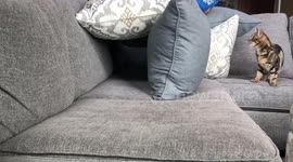 Finn the cat plays with his “Tunnel of Fun” while quarantined in Massachusetts