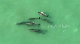 Florida marine life thrives during coronavirus lockdown
