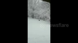 Adorable Nebraska puppy enjoy frolicking in picturesque snowy backyard