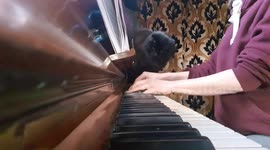 Duet on the piano with cat.