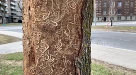 Canadian YouTuber shows damage to trees caused by invasive species of insect