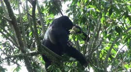 Treetop dining:  silverback mountain gorilla breaks branches to eat berries at the top of a tree in Bwindi Impenetrable National Park, Uganda