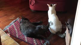 Tigre & Loca crazy cats: Don't touch me!