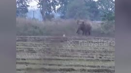 Small dog confronts and chases away herd of elephants trying to enter farmland in India