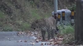 Leopard relaxes on rock by side of road, as though waiting for lockdown violators in Northern India