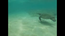 Turtle swimming in the Hawaiian sea