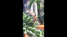 Lockdown mating.... Nature wise