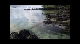 Hawaii Sea turtle