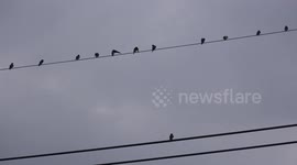 Bird on a wire demonstrates perfect social distancing