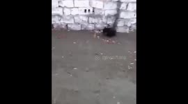 Одинокий медвежонок