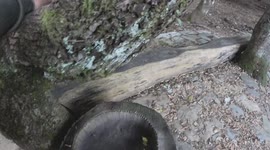 Acqua che scende da un albero