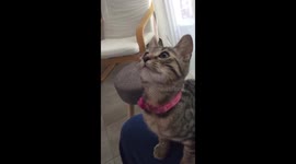 Covid-19 : Cat wouldn't stay in france because of the epedimic
