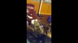 Flea the pitbull vs River the cat