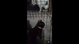 My cat ichigo and rukia almost had a fight part 3