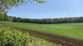 Spring Morning Field