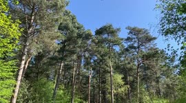 Sunny Spring Morning in the Woods