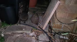 Vocal young wild Hedgehogs