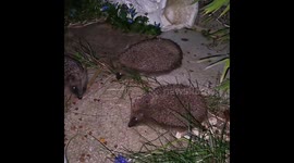Three Wild Hedgehogs enjoying some dry cat food