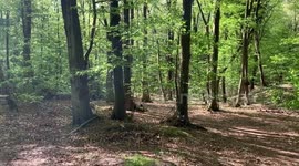 Sunny Spring Morning Woodlands