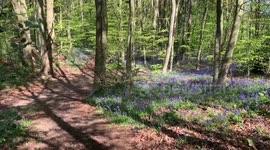 Walking in the Woods