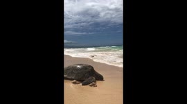 a big turtle is entering the sea, baby beach, Maui, Hawaii