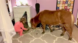 Massachusetts parents entertain kid with miniature horse during quarantine