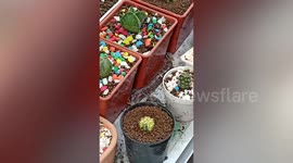 Snake swallows bullfrog in cactus garden in Thailand