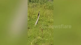 Two snakes perform 'mating dance' in front of residents in Thailand