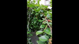 Fruit Ready to Harvest And No Market is Available for it Due to Corona Virus (Covid-19)