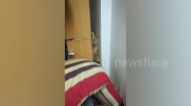 Prairie dog climbs up gap between wall and wardrobe