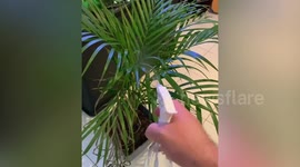 German Shepherd jumps at plat sprayer