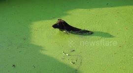 A dog takes a green bubble bath.