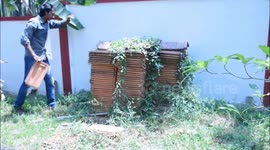 Wild King Cobra Rescued and Safely Released into the Forest