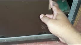 Huge rat snake spotted inside shoe rack in Indian home