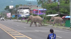 Elephant emerges from Thai family's garden with stolen grapefruit in its trunk