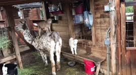 Californian farm owner finds dwarf goat riding on llama's back