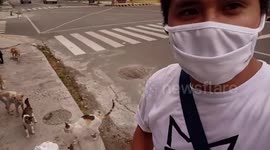 Kind-hearted Filipino man feeds dozens of stray cats every day during COVID-19 lockdown