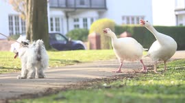 Brave geese defend their babies from curious tiny dog