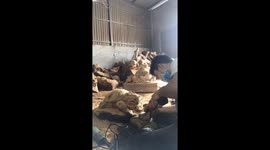 Vietnamese man sculpted the Dragon Turtle from wood