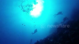 Diving in Dolphin house!