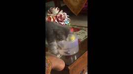 The cute cat tries to catch fishes in the jar