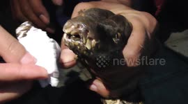 Huge eight-foot python caught attacking livestock at Indonesian residence