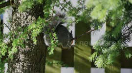 Grey squirrel falls off tree branch when reaching for food