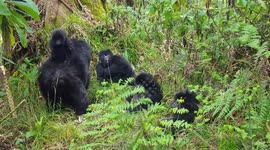 Parenting tip from gorillas - playful adult female wrestles her son while cute infant rides on her back, Volcanoes National Park, Rwanda.